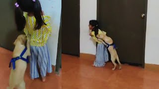 Dangerous Labrador puppy Alexa nay attack ker diya mirha per [upl. by Anyah64]