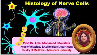 Histology of Nerve cells Prof Dr Amal Mohamed moustafa [upl. by Salohci886]