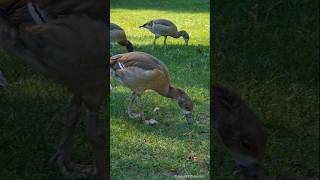 Egyptian goose goosling eats grass  Nilgans Gösseln fressen Gras Herrngarten Darmstadt [upl. by Ketti]