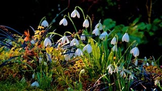 Garden of Eden  Snowdrops in The Hidden Citygarden  Harry Pierik  Documentary [upl. by Paapanen]