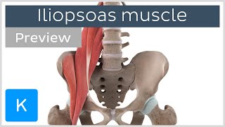 Functions of the iliopsoas muscle preview  3D Human Anatomy  Kenhub [upl. by Sven76]