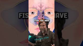 How Your Nose Works The Science of Nasal Breathing  Joe Rogan amp James Nestor 1506 [upl. by Zemaj]