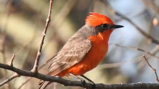 Vermilion Flycatcher male response to song playback [upl. by Hplar]