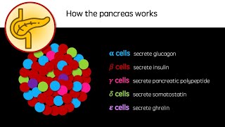 How the pancreas works [upl. by Spatola]