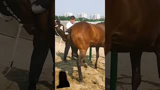 horse equestrian horselover horseracing animals afrobeats comedy funny [upl. by Inajna93]