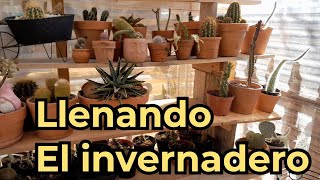 Acompáñame a llenar limpiar y organizar el invernadero jardin cactus suculentas [upl. by Neeron]