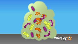 Biofilm Formation  Whiteley Medical [upl. by Amata150]