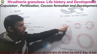 Hirudinaria granulosa  Life history and development bsc 5th semester zoology [upl. by Deana]