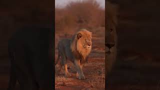 The lion kings reunited🦁lionking reunited ainmal southafrica short shortsviral [upl. by Neale]