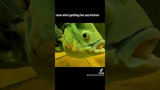 Oscar Fish mating aggression shorts fyp foryou fishtok [upl. by Hacker]