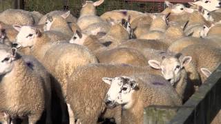 Texel Sheep Society Focus Farm  Hepburn Farms lamb marketing [upl. by Wilbert]