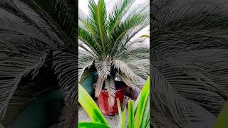 Cycas palm tree [upl. by Yendirb]