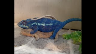 How to Breed Panther Chameleons HIGHLIGHTER CHAMELEONS [upl. by Leoj]