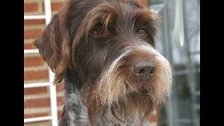 Жесткошерстный грифон Грифон Кортальса  Korthals Griffon Породы собак Dog Breed [upl. by Kendyl306]