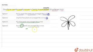 Cruciform corolla usually occurs in family brassicaceare Cruciferae  In it [upl. by Nhaj]