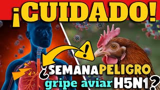 ¡ALERTA REVELAN GRAVEDAD DE INFECCIÓN POR GRIPE AVIAR H5N1  ¿SEMANA DE PELIGRO COMO COVID19 [upl. by Ayanahs]