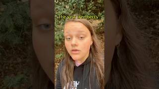 The yew tree berry poisonous trees foraging foraginguk yewtree yewberry [upl. by Leeth]