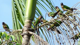 Painted Parakeet Pyrrhura picta picta feeding on açaí berry French Guiana [upl. by Iaht]