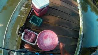 Hengelen in Suriname fishing in Suriname  with live freshwater shrimps in brackish water [upl. by Medor]