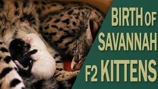 Birth of Savannah F2 kittens [upl. by Angid]