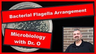 Bacterial Flagella Arrangements Microbiology [upl. by Eniger]