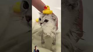 Bathe the cat [upl. by Wilfreda]