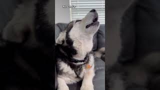 Giant Huskies Wouldn’t Stop Howling husky alaskanmalamute [upl. by Wolk]