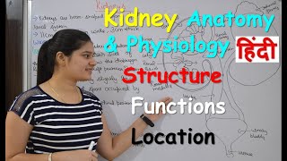 Kidney anatomy amp physiology in Hindi  Structure  Functions  Location [upl. by Culver]