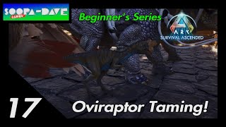 Ark Survival Ascended Oviraptor Taming Beginners Series [upl. by Ysnil909]