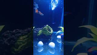 Neon Tetra amp Guppies fish fishlover aquarium ytshort heeriye viralshort [upl. by Lander]