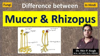 Differences between Mucor and Rhizopus  Zygomycetes [upl. by Nalak]