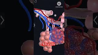 Alveoli lungs alveoli exchange of gases part 3d model of Alveoli neet biology Dreammbbs17 [upl. by Orpheus905]