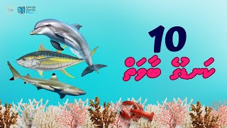 10 Kanduge Baavai  Dhivehi Cartoon  Kokkoge TV [upl. by Kolva]