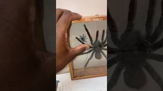 Baby Antilles Pinktoe Tarantula 💙 spidertarantulainsectsbugarthropodsinvertebratesfyp [upl. by Adev]