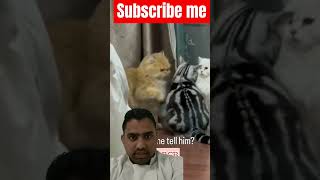 cat funny catlover comedy pets ytshorts behenkonaman rcb ipl24 tf2memes [upl. by Leid931]