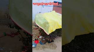 Jai Tulsi Mata 🙏🏻🙏🏻tulsivivaah tulsivivah motivation tulsivivahkatha [upl. by Becki989]