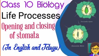 Life processes Stomata opening and closing of stomata cbseboard class10 biology apnewsyllabus [upl. by Ardien]