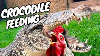 Feeding Monster Crocodiles Whole Chickens [upl. by Nigrom658]