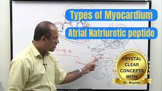 Types of Myocardium  Atrial Natriuretic Peptide  ANP 🩺 [upl. by Jacky893]