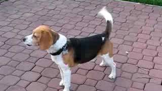 Beagle Howling [upl. by Siseneg]