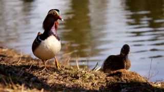 Two Mandarin Ducks Aix galericulata  Zwei Mandarinenten 2 [upl. by Pratt]