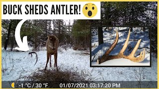 Whitetail Buck SHEDS Antler on Trail Cam Video RARE CAPTURE [upl. by Herzig]