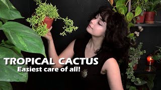 🌵 Rhipsalis Cereuscula Plant Care Guide 🪴 [upl. by Meil216]