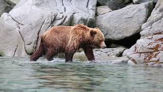 Encounter with a large Kamchatka Brown Bear [upl. by Pedaiah977]