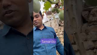 tamarillo shillong scotlandofindia [upl. by Trenna]