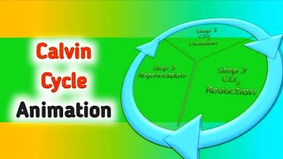 Photosynthesis  Calvin Cycle Animation [upl. by Darooge733]