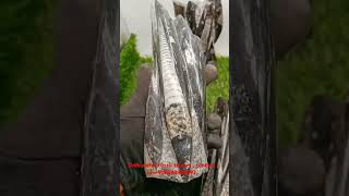 Orthoceras Fossil stone tower  contact on 919898955292  Mautik Sadiwala  wwwzowawicom [upl. by Ahsatak]