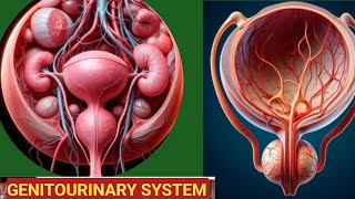 Genitourinary system classification disease and treatment [upl. by Ahsinot104]