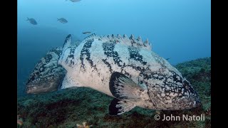 Black Rockcod  Epinephelus daemelii [upl. by Asreht]