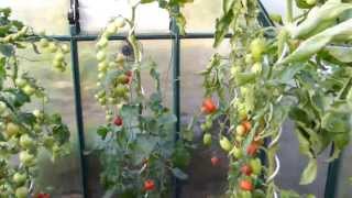 Tomaten ausgeizen pflegen Seitentriebe ausbrechen [upl. by Ibba]